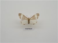 藏品(直蝶燈蛾)的圖片